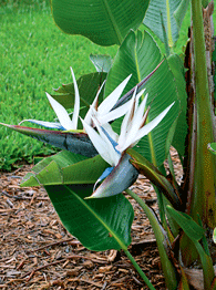 PlantDetails