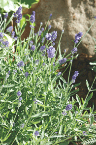 PlantDetails