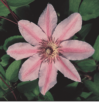 PlantDetails