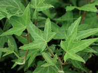 PlantDetails