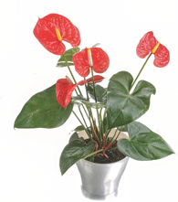 PlantDetails